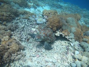 【休日の過ごし方】バリから日帰り！ 秘境！ペニダ島でシュノーケリング