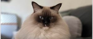 🐾RGF社員が語る！中国で猫を飼う日々とペット事情 🇨🇳🐱
