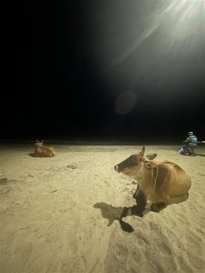 【禁忌！？】インドで牛を食す！～南インド・チェンナイの食文化：海とスパイスが香る街で「牛肉」が食べられる理由 ～